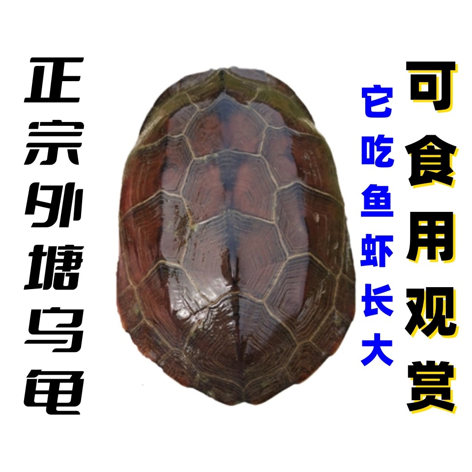 超巨大外塘成年观赏龟稳产下蛋母食用中华草龟活体小乌龟碌仔包邮