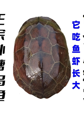超巨大外塘成年观赏龟稳产下蛋母食用中华草龟活体小乌龟碌仔包邮