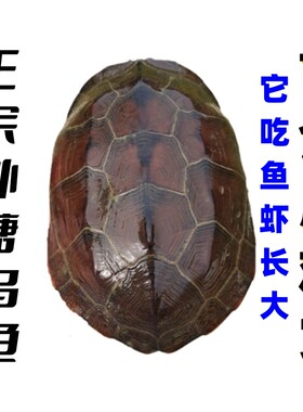 中华草龟杨亮小乌龟活体观赏龟