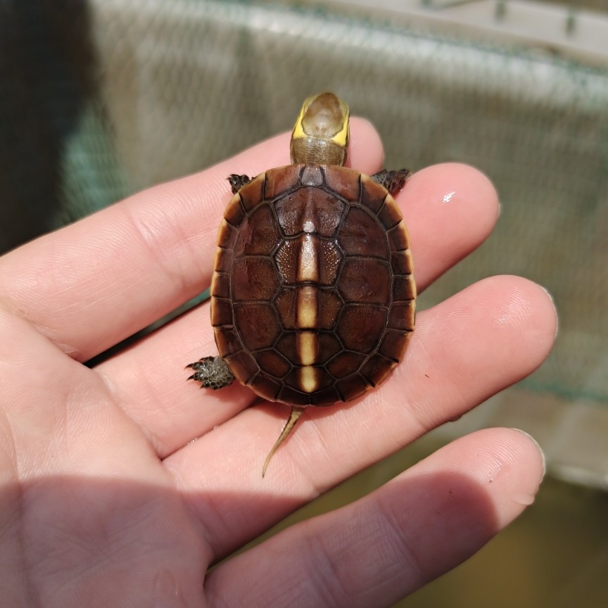 网红小乌龟黄缘闭壳龟