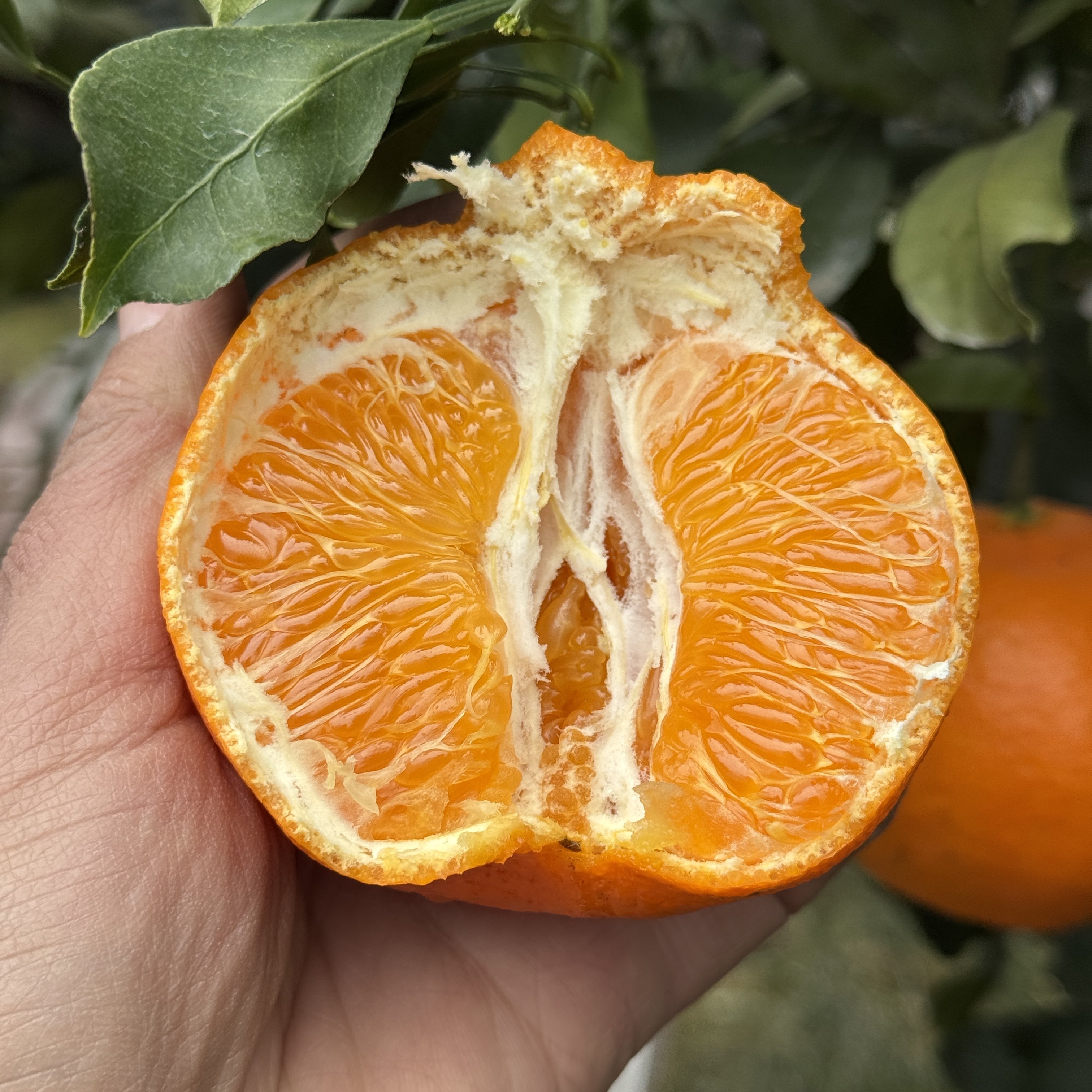 正宗四川甘平柑橘皇后橘子桔子新鲜水果应季水果现摘现发,水产肉类/新鲜蔬果/熟食,桔子,淘宝优惠券,粉丝福利购,淘宝优惠卷