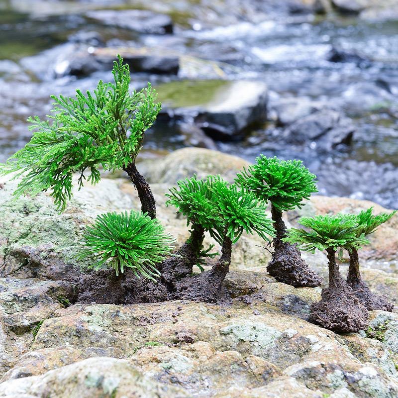 卷柏九死还魂草办公桌假山书房好养复活草苔藓盆景绿色植物养不死