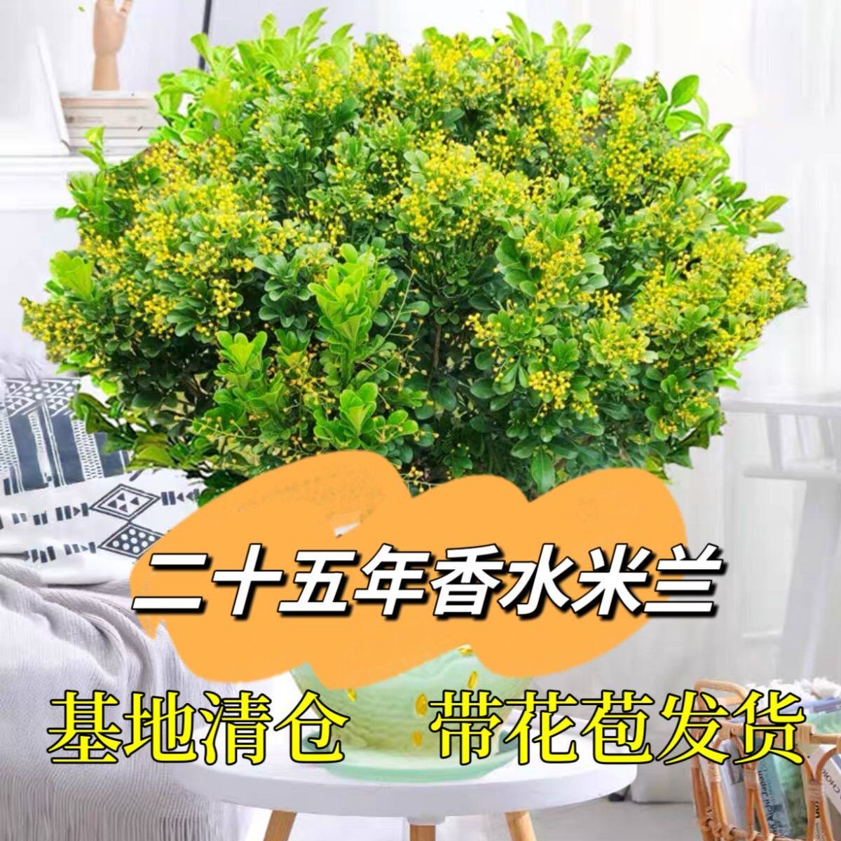 带花苞香水米兰花卉盆栽驱蚊