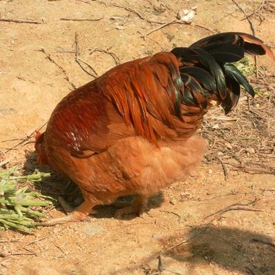 现杀散养阉鸡土公鸡扇线鸡新鲜月子鸡