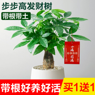 发财树盆栽水培室内植物招财客厅办公室桌面绿植四季常青好养盆景