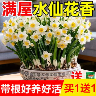 漳州水仙花种球盆栽水养绿植郁金香百合洋水仙进口重瓣水培植物