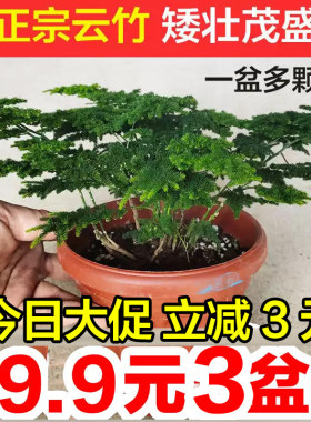 绿植唐山云竹室内桌面微景观文竹