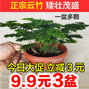 唐山矮生云竹矮化文竹盆栽盆景办公室内外桌面微景观净化空气绿植