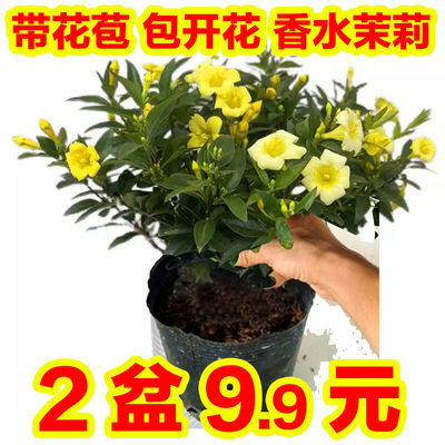 法国香水茉莉室内外开花芳香耐寒