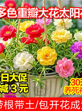 重瓣太阳花苗大花老桩盆栽进口花卉绿植盆景特大适合庭院阳台好养