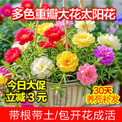 重瓣太阳花苗大花老桩盆栽进口花卉绿植盆景特大适合庭院阳台好养