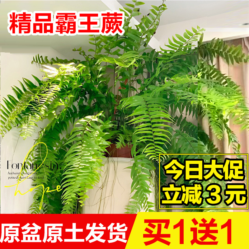 霸王蕨波士顿大盆长叶垂吊