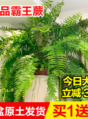 霸王蕨波士顿大盆长叶垂吊肾蕨客厅室内盆栽雨林绿植蕨类天花板