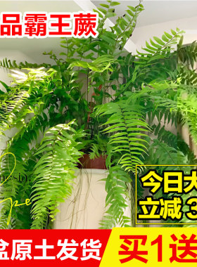 霸王蕨波士顿大盆长叶垂吊