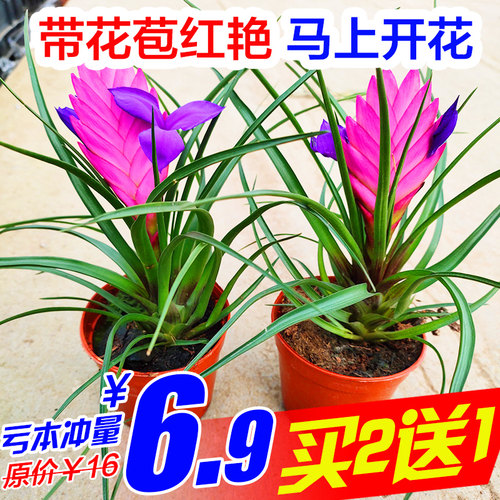 铁兰盆栽水培凤梨四季开花带苞