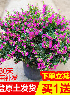 满天星盆栽四季开花室内外带花苞