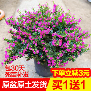 满天星盆栽四季开花室内外客厅带盆栽好养带花苞发货观花植物常绿