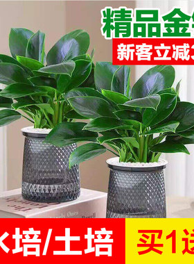金钻绿公主盆栽绿箩萝水培室内