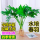 水培植物春羽盆栽蔓绿绒室内龟背竹春雨绿植常青绿萝好养办公桌面