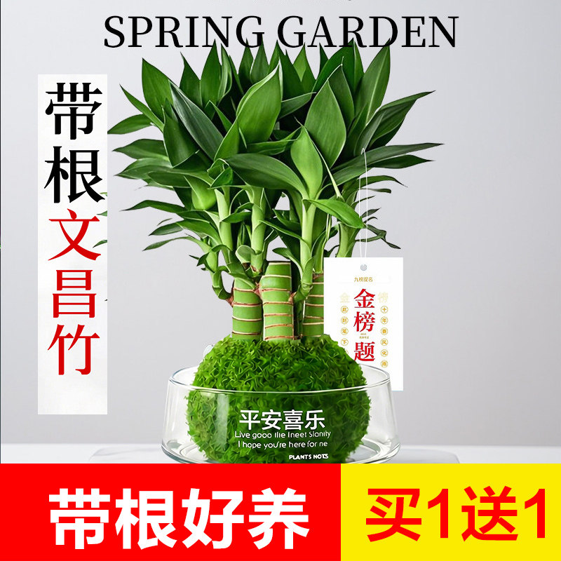 文昌竹4支富贵竹带根金榜题名办公室内盆栽桌面绿植净化空气好养