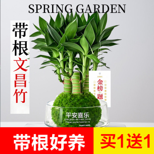文昌竹4支富贵竹带根金榜题名办公室内盆栽桌面绿植净化空气好养