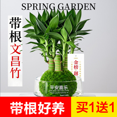 文昌竹4支富贵竹带根办公室桌面
