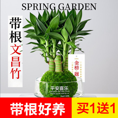 文昌竹4支富贵竹带根办公室桌面