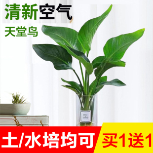 天堂鸟盆栽花卉植物室内好养活无土水培植物桌面鹤望兰客厅绿植