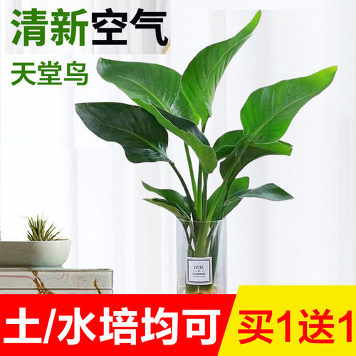 天堂鸟盆栽花卉植物室内阳台水培