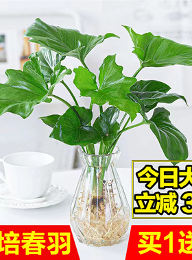 龙鳞春羽水培植物天堂鸟客厅绿萝盆栽花卉水养富贵竹龟背竹好养