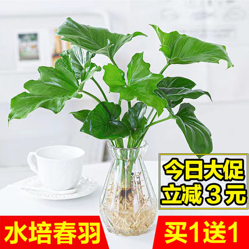 龙鳞春羽水培植物天堂鸟绿萝盆栽