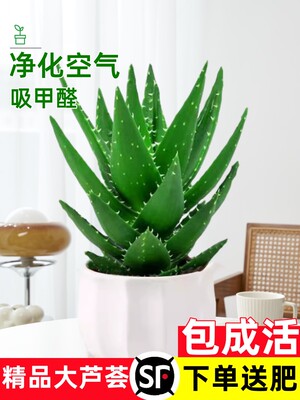 芦荟盆栽室内净化空气绿植物办公桌多肉四季好养花卉仙人掌