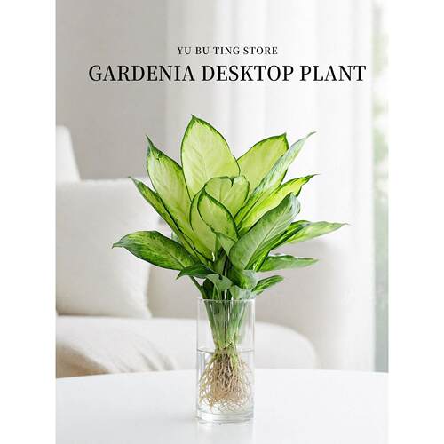 玛丽安水培植物盆栽水养室内万年青桌面绿植客厅净化空气好养植物