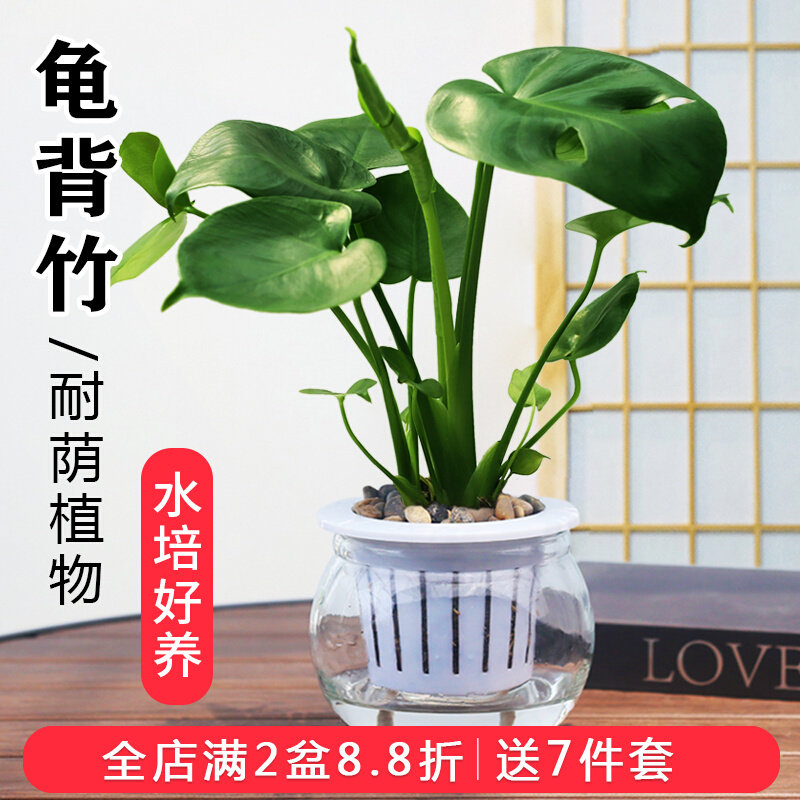 龟背竹盆栽玻璃水培植物水培龟背竹盆栽办公室桌面好养小盆栽图片
