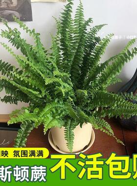 波士顿蕨类植物造景盆栽室内长藤垂吊兰植物霸王蕨肾蕨室内绿植