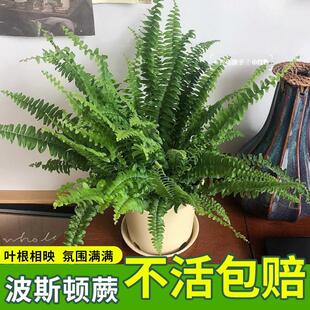 波士顿蕨类植物造景盆栽室内长藤垂吊兰植物霸王蕨肾蕨室内绿植