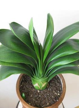 花卉盆栽精品君子兰大苗小苗 室内植物 带原土发货