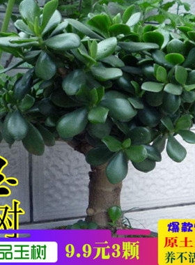 玉树盆栽苗老桩大叶玉树花植物多肉燕子掌室内客厅绿植花卉