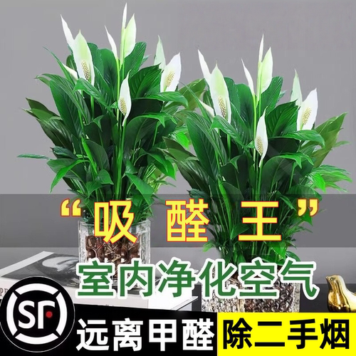 白掌盆栽一帆风顺绿萝箩花卉植物吸室内花水培红掌绿植发财树甲醛