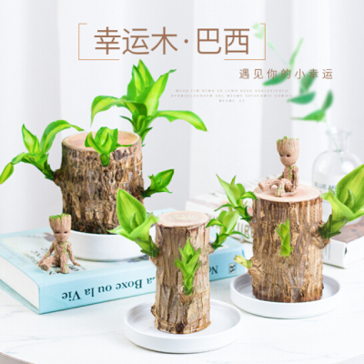 巴西木办公室桌面盆栽绿植水养