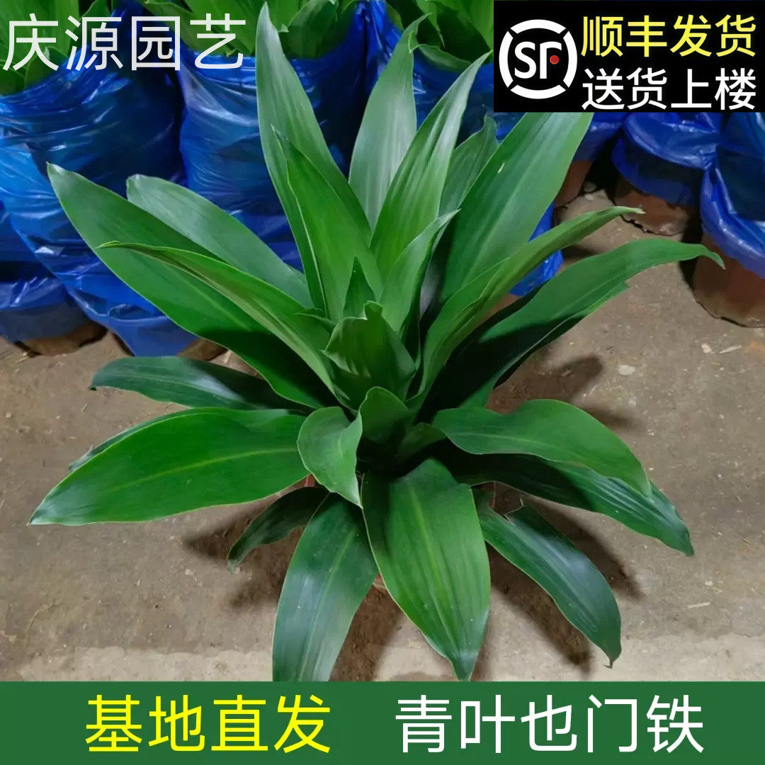 金心青叶也门铁巴西铁客厅办公室盆栽大叶观叶绿植室内绿植超热卖,家居饰品,桌面摆件,淘宝优惠券,粉丝福利购,淘宝优惠卷