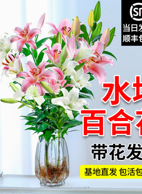 水培植物香水百合花盆栽带花苞室内好养客厅阳台花卉水养四季开花