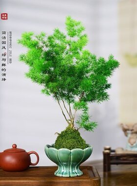 蓬莱松盆栽植物室内老桩花卉绿植招财水培好养活客厅迎客松小盆景