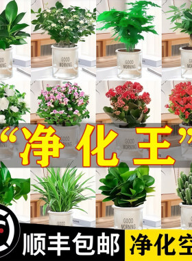 发财树绿萝金钻花卉盆栽小绿植水培好养办公室内多肉植物净化空气