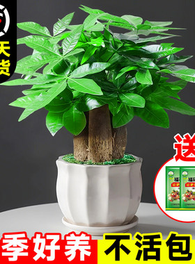 发财树小盆栽客厅花卉绿植物办公室内文竹水培招财树盆景四季好养