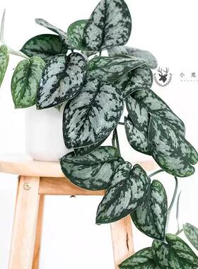 大叶银斑葛花叶绿萝白金葛盆栽好养室内桌面绿植物长藤垂吊好养活