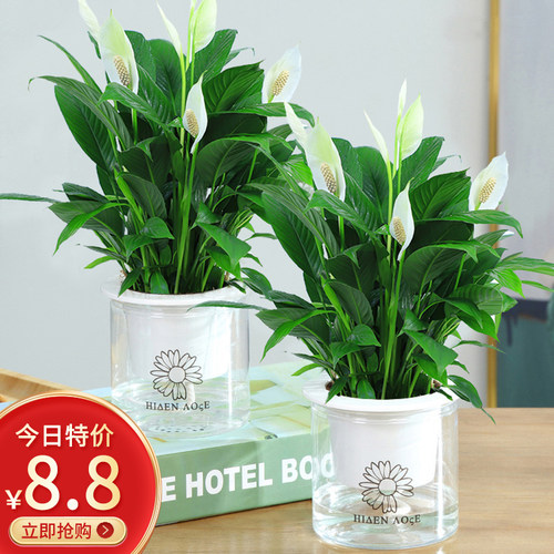 水养红掌白掌室内植物绿植绿植