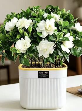 栀子花香水栀子花盆栽花卉植物室内水培桌面绿植四季好养