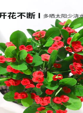 虎刺梅花卉盆栽易活植物室内办公室阳台耐旱铁海棠花四季开花不断