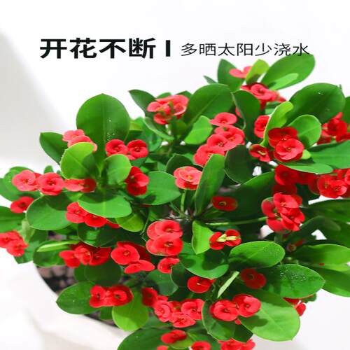 虎刺梅花卉盆栽易活植物室内办公室阳台耐旱铁海棠花四季开花不断